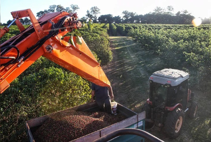 Paraná Planeja Expansão da Produção de Café com Novo Programa de Revitalização