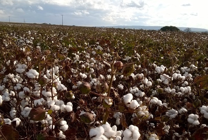 Proalminas impulsiona a produção de algodão em Minas Gerais