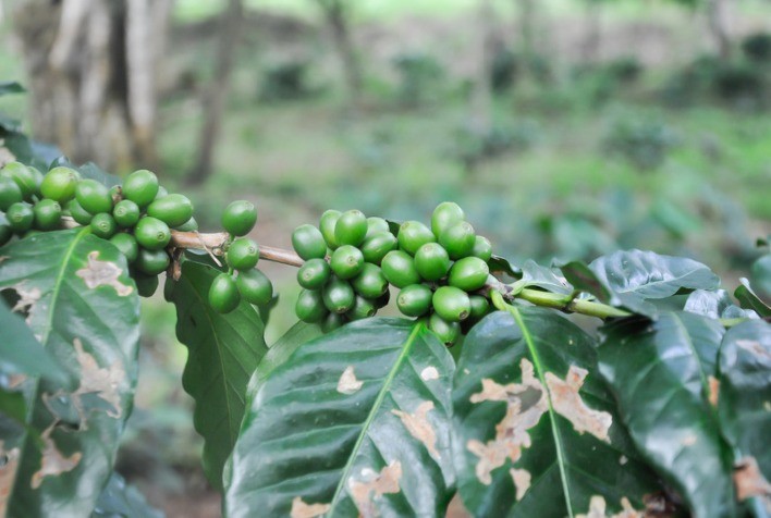 Doenças que afetam o café: desafios e soluções no manejo da Ferrugem do Cafeeiro