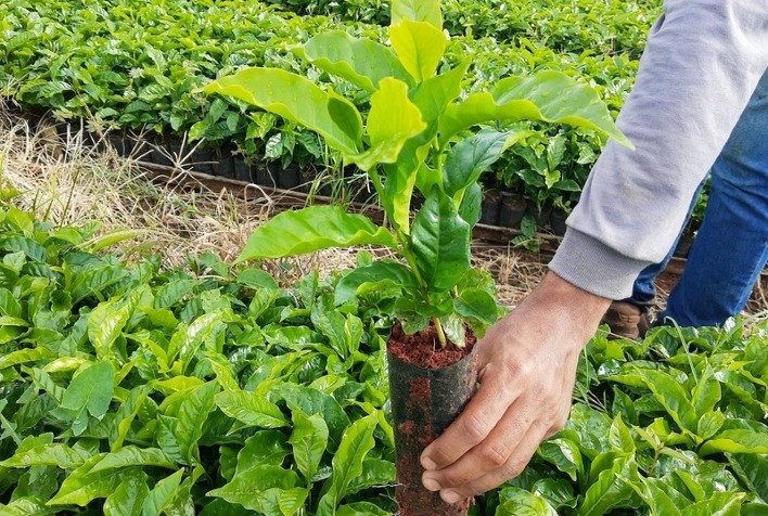 Fundação Procafé e C3 Consultoria Criam Núcleo de Inteligência para Impulsionar a Cafeicultura Brasileira