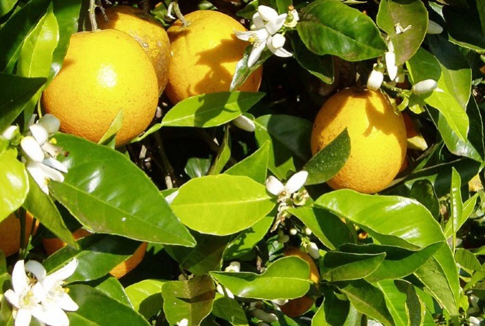 Expansão da citricultura: avanço do greening impulsiona migração de pomares no Brasil