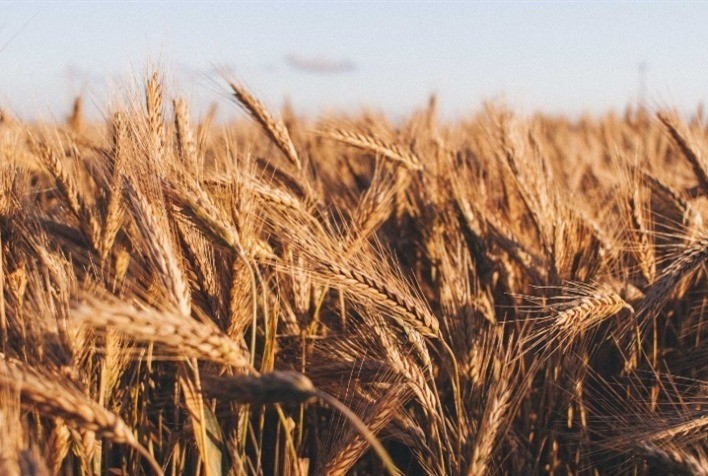 Aumento nos Preços do Trigo no Sul do Brasil: Tendências e Desafios do Mercado