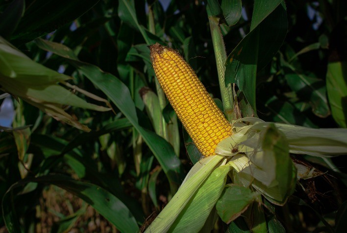 Preço do Milho Registra Alta em Diversos Estados e Mercado da B3 Se Impulsa com Etanol e Safrinha