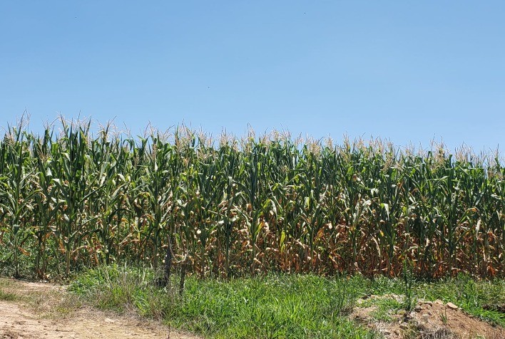 Justiça impede cobrança de custeio antes da indenização do seguro