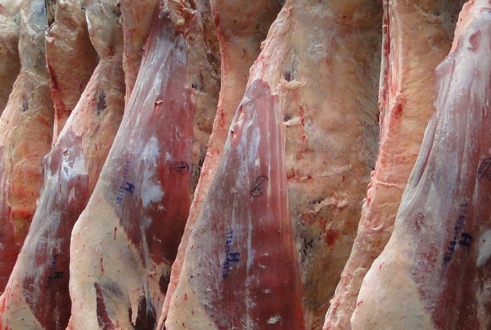 ABHB Realiza Concurso de Carcaças Carne Hereford em Edição Especial para o Mundial Braford