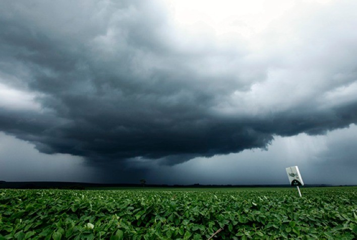 Chuvas Atrasam Colheita de Soja e Afetam Qualidade dos Grãos