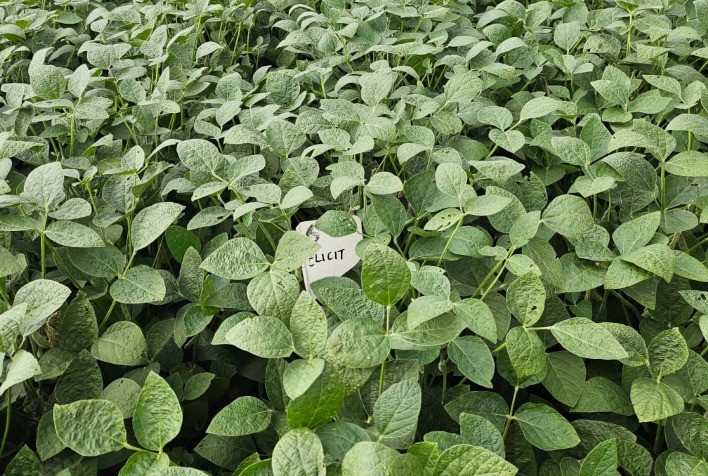 Elicit Plant Expande Sua Presença no Campo com Visitas a Áreas Experimentais e Agricultores