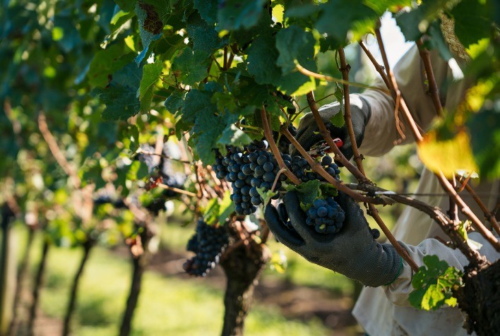 Cooperativa Vinícola Aurora Celebra Safra de Uva de 71,6 Milhões de Quilos, a Segunda Maior dos Últimos 20 Anos