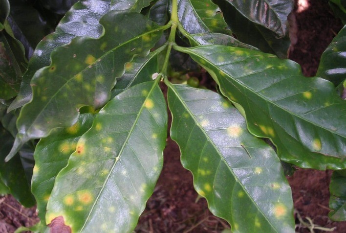 Principais Doenças que Afetam a Produção de Café e seu Impacto Econômico