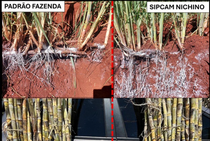 Bioestimulação Eleva Produtividade e Longevidade de Canaviais, Apontam Estudos