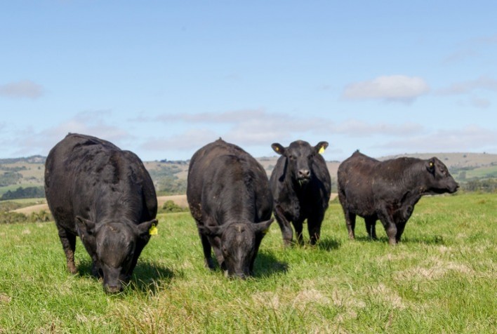 Angus Antecipando o Nascimento dos Primeiros Animais do Projeto de Edição Gênica