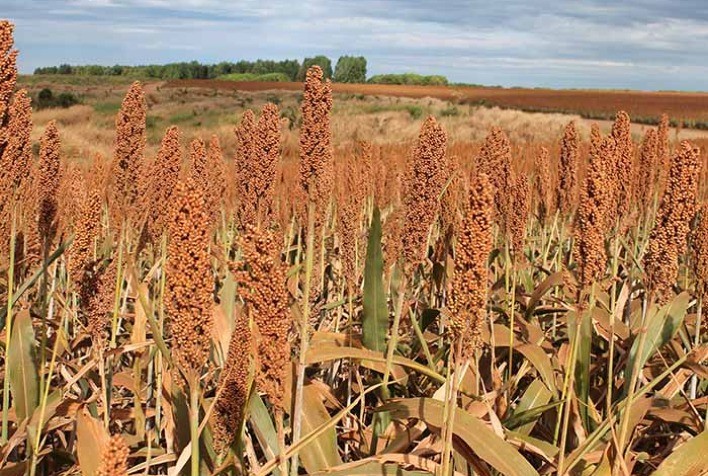 Área dedicada ao cultivo de sorgo em Minas Gerais cresce 5,4%
