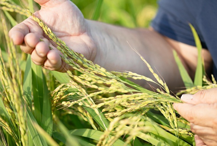 A Importância da Adubação Equilibrada para Atingir Altos Rendimentos na Cultura do Arroz