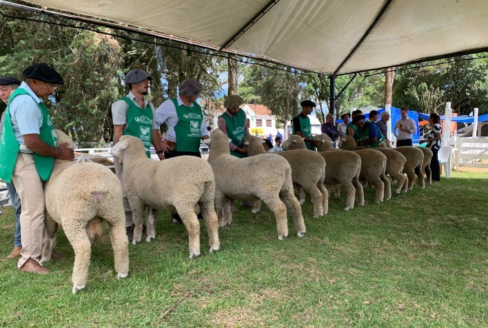 Feiras de Verão de Ovinocultura no Rio Grande do Sul: Genética de Excelência e Sucesso Comercial