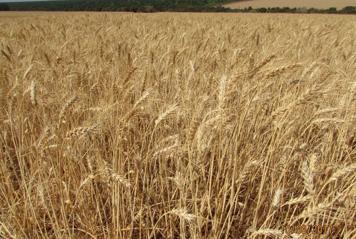 Trigo registra alta nos preços no Brasil e no mercado internacional