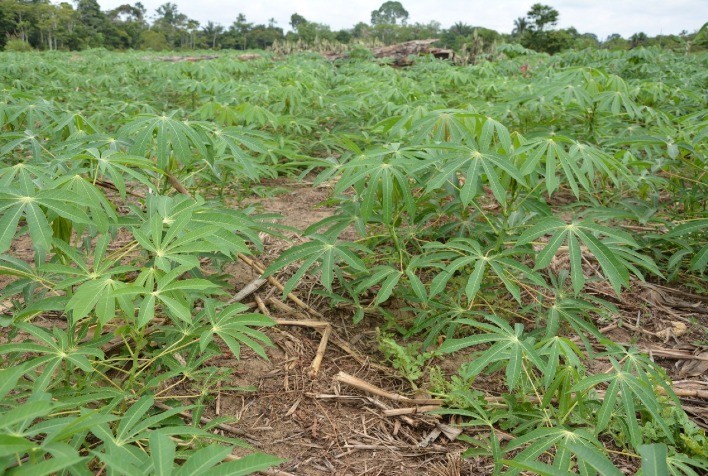 Governo lança programa nacional para conter a vassoura-de-bruxa da mandioca