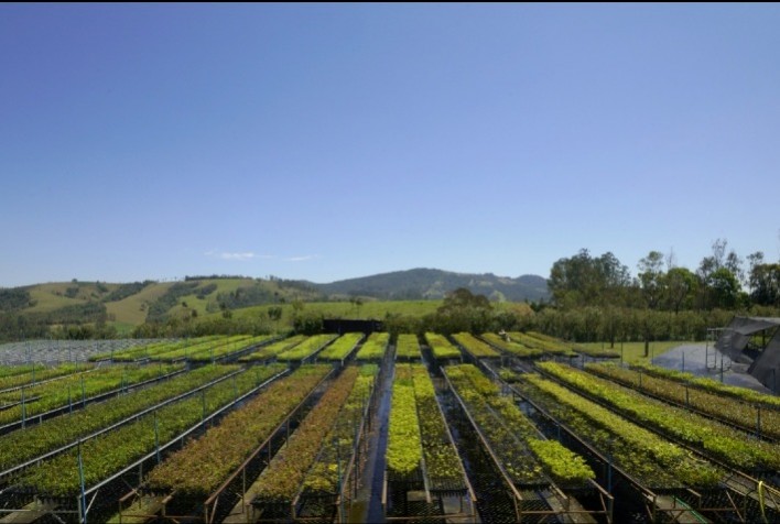 Adubação Verde: Prática Sustentável para a Fertilização do Solo e Dicas para Sua Implementação