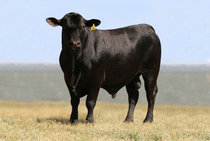 ExpoLondrina 2025 recebe 40 exemplares da raça Brangus para julgamento e eventos especiais