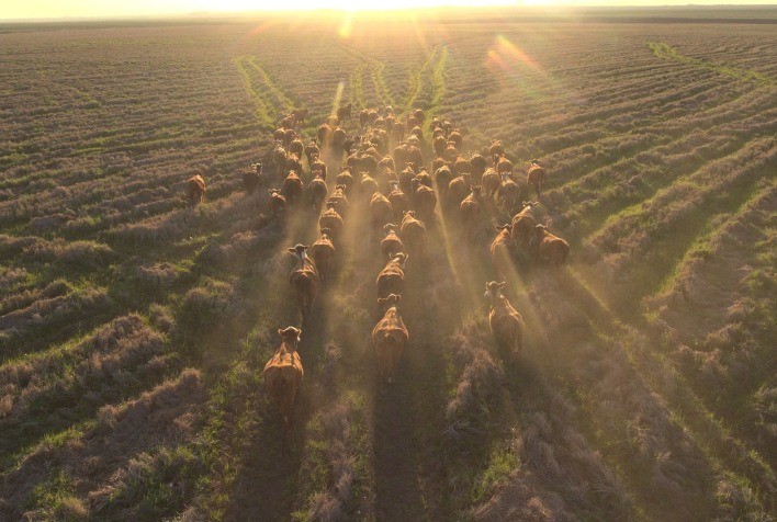 Fazenda Espinilho Inicia Gira Técnica do 9º Congresso Mundial Braford