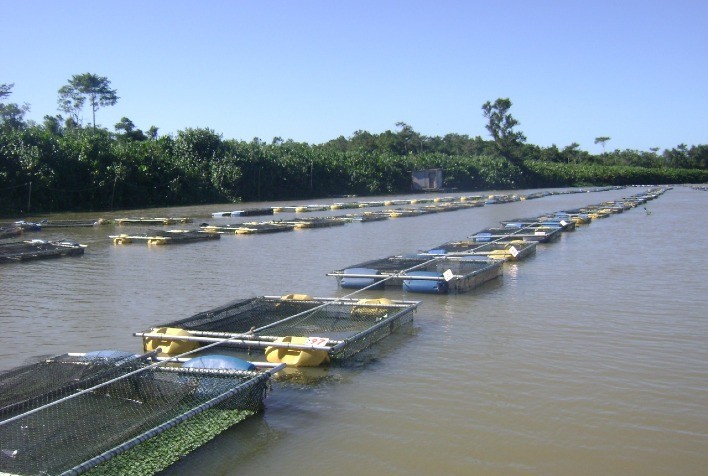Crescimento da Produção de Peixes em Minas Gerais Impulsiona a Aquishow Brasil 2025