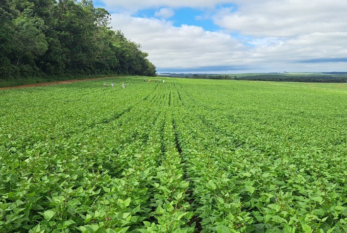 IDR-Paraná Apresenta Nova Cultivar de Feijão de Alto Potencial Produtivo