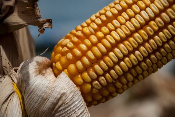 Mercado de Milho: Preços Internos se Mantêm, Enquanto Clima e Tarifas Elevam Incertezas