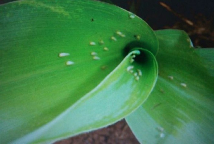 Cigarrinha-do-milho: Santa Catarina registra crescimento populacional com baixa incidência bacteriana