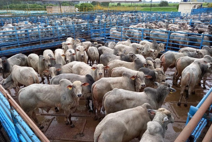 Abate de bovinos atinge recorde histórico no Brasil, com destaque para a raça Nelore