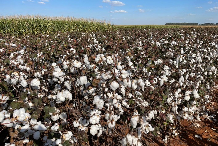 Escassez de Fungicidas Multissítios Impulsiona Demanda por Solução da Sipcam Nichino no Controle de Ramulária