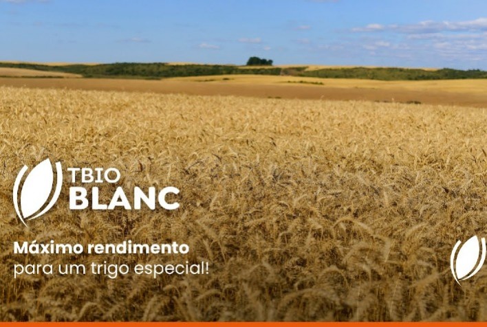 Nova Cultivar de Trigo Promete Benefícios para Produtores e Consumidores Finais