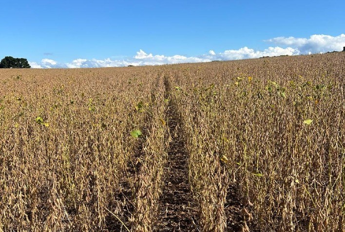 Castrolanda prevê Safra Recorde de Grãos com 548 Mil Toneladas