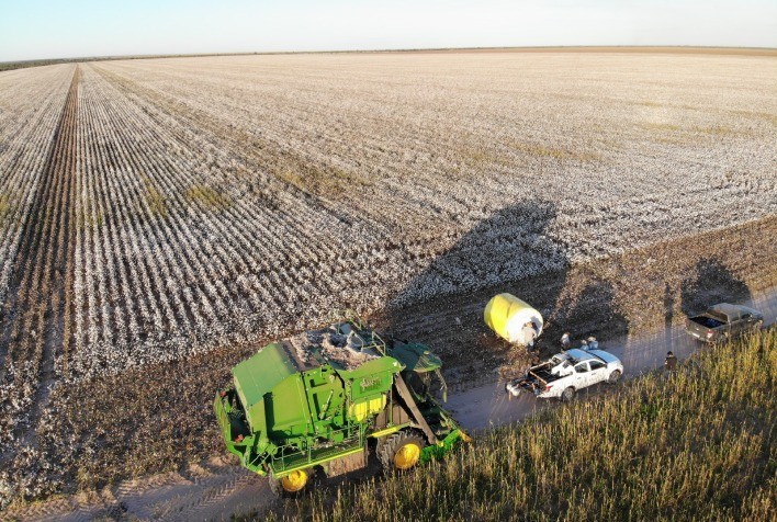 Desafios no Cultivo de Algodão: Oscilações de Preço e Preocupações com a Qualidade da Fibra