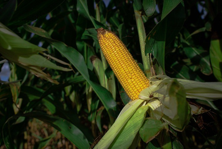 Milho recua na B3 com foco no clima da safrinha e espera por dados do USDA