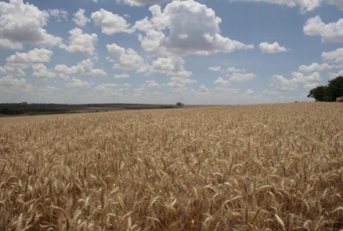 Alta nos Preços do Trigo no Sul do Brasil: Expectativas e Desafios para Produtores