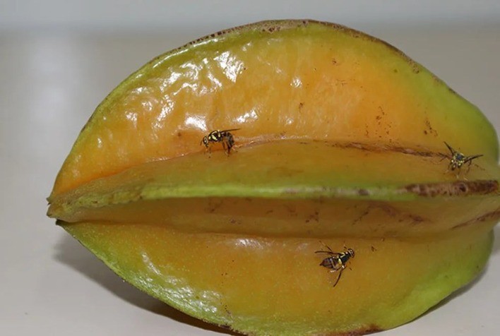 Goiás Intensifica Fiscalização para Prevenir a Entrada da Mosca-da-Carambola