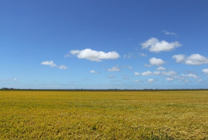 Declaração de Renda será Obrigatória para Produtores Rurais com Faturamento Superior a R$ 169,4 mil em 2024