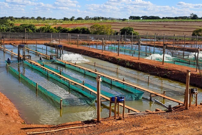 Minas Gerais se Consolida como Potência na Produção de Tilápias