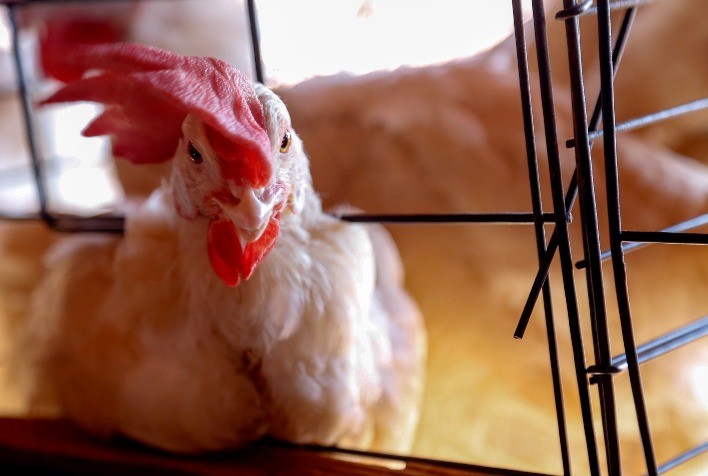 Governo Federal Suspende Criação de Aves ao Ar Livre Sem Telas de Proteção Superior