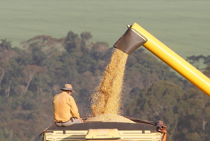 Safra de Milho no Paraná Tem Previsão de Maior Produtividade de Sua História