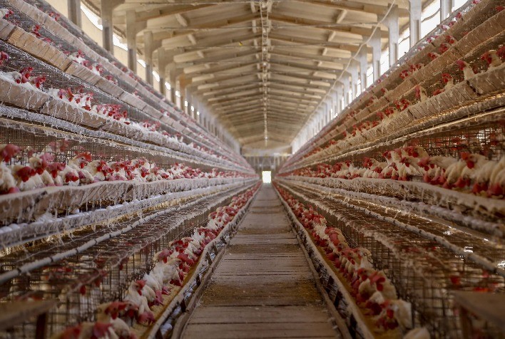 Aumento das Tarifas pela China Reforça a Exportação de Carne de Frango Brasileira