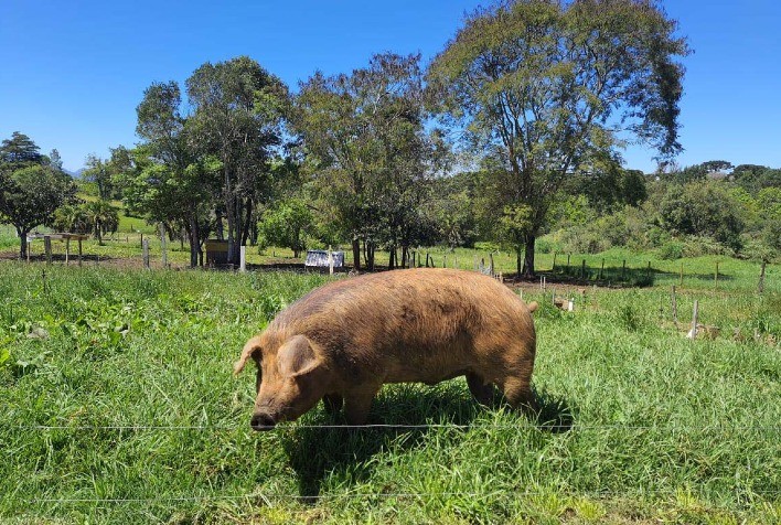 O Porco Moura: A Tradição Paranaense que Salvou uma Raça Histórica