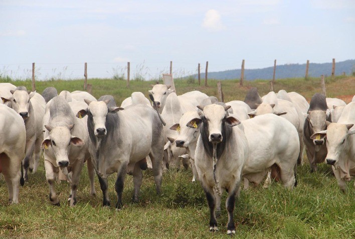 Leilão de Touros Nelore CFM será realizado na Expogrande 2025