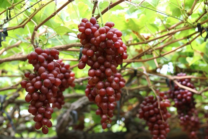 Tecnologia Potencializa a Doçura das Uvas e Garante Maior Renda ao Produtor