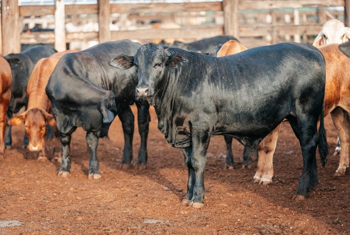Santa Gertrudis impulsiona qualidade e precocidade no cruzamento tricross