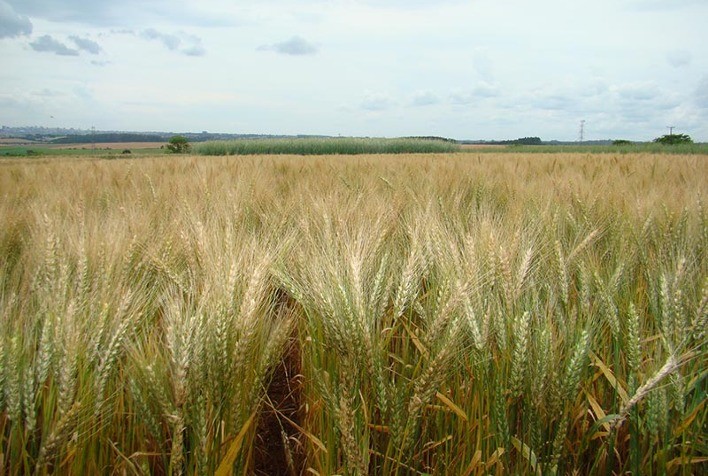 Trigo em alta: preços seguem tendência de valorização no Brasil e no mercado internacional