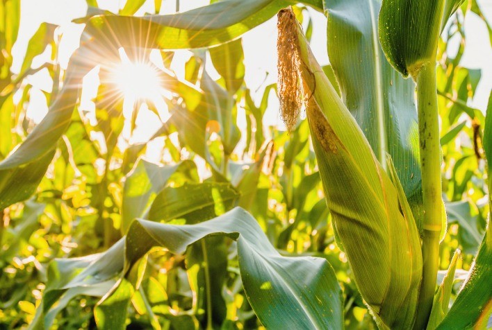 Clima Desafiador Ameaça Produtividade da Safra de Milho Safrinha