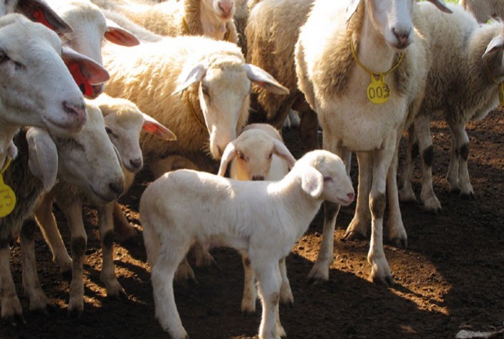 Pesquisa busca fortalecer a criação do Ovino Pantaneiro no Brasil