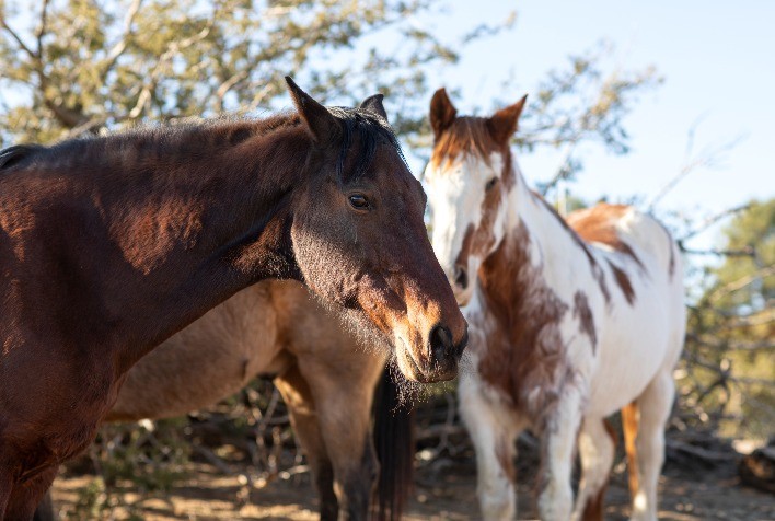 Cuidados Essenciais com o Cavalo de Lida: Garantindo Desempenho e Bem-Estar