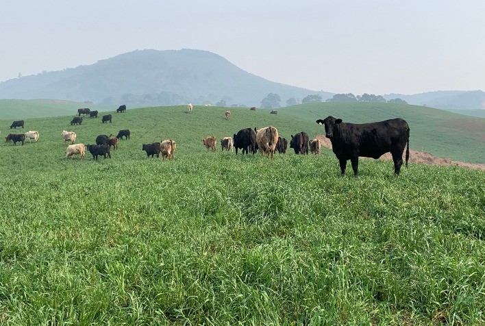 O Agro como Protagonista no Mercado de Carbono: A Lei 15.042 e as Oportunidades no Setor Sustentável