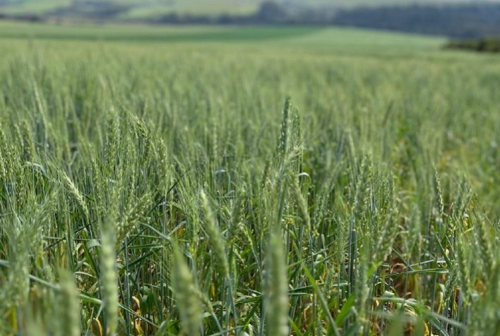 Fertilização Especial Potencializa a Rentabilidade da Produção de Trigo no Brasil